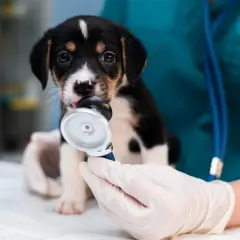 Słodki szczeniak próbuje zjeść stetoskop. Czy do weterynarza mówi się doktorze?