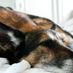 Smutny pies leży na łóżku, zastanawiając się, dlaczego pies nie chce ze mną spać.