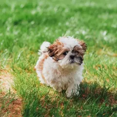 Uroczy szczeniak Shih Tzu na trawie. Czy psy mogą jeść słodycze? Zdecydowanie nie, ale ten maluch wygląda, jakby marzył o smakołykach.