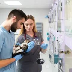 Weterynarze w przychodni weterynaryjnej Vetamicor troskliwie badają małego kotka.