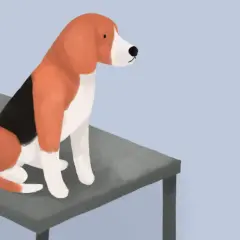 Trójkolorowy beagle siedzi na stole, czekając na wizytę u weterynarza.