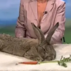 Duży królik leży na białym tle obok warzyw, za nim siedzi osoba w różowej marynarce.