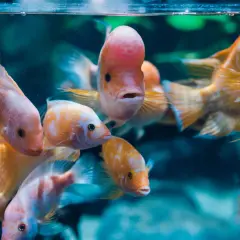 Oceanarium Gdynia - Fascynujący świat podwodnych stworzeń i atrakcji