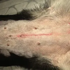 Widok brzucha psa po kastracji. Widoczna jest linia szwów, zaczerwienienie i kilka małych guzków.