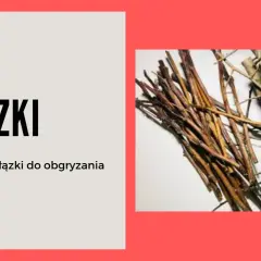 Gałązki brzozy to bezpieczny przysmak dla królika, który uwielbia je gryźć.
