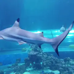 Oceanarium Reda - Niezapomniane przeżycia z rekinami i atrakcjami