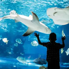 Najlepsze oceanaria w Hiszpanii: co warto zobaczyć i przeżyć