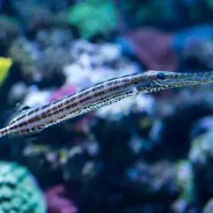 Największe oceanarium nad morzem - odkryj fascynujący świat podwodny