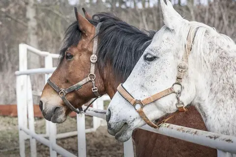 Dwa konie, kasztanowaty i siwy, stoją obok siebie. Zastanawiasz się, ile zarabia weterynarz koni?