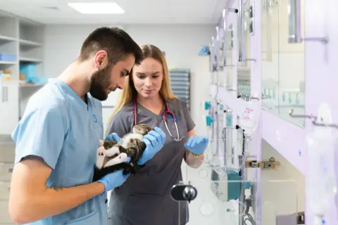 Weterynarze w przychodni weterynaryjnej Vetamicor troskliwie badają małego kotka.