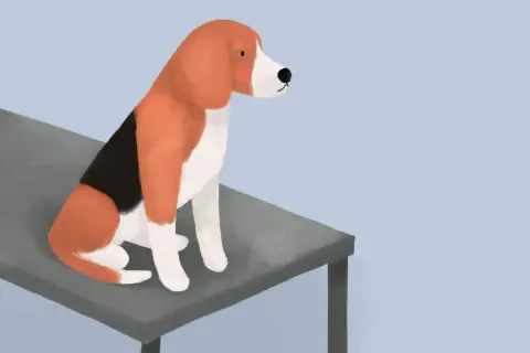 Trójkolorowy beagle siedzi na stole, czekając na wizytę u weterynarza.