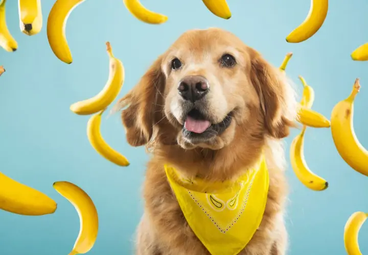 Złoty retriever w żółtej bandanie otoczony przez spadające banany. Czy maltipoo może jeść banany? Ten piesek wygląda, jakby wiedział!