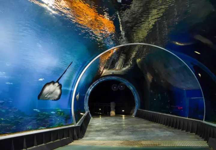 Podwodny tunel w największym oceanarium w Polsce. Płaszczka pływa obok, a w oddali widać ciemność.