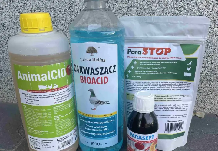 Kiedy odrobaczać gołębie, aby uniknąć problemów zdrowotnych?