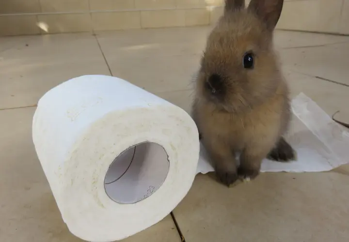 Mały króliczek siedzi obok rolki papieru toaletowego. Czy królik załatwia się do kuwety?