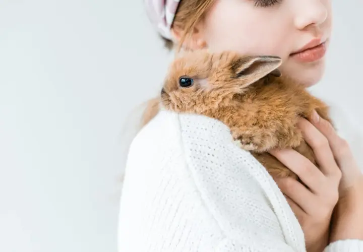 Delikatny króliczek wtulony w biały sweter, pokazuje, jak królik okazuje miłość.