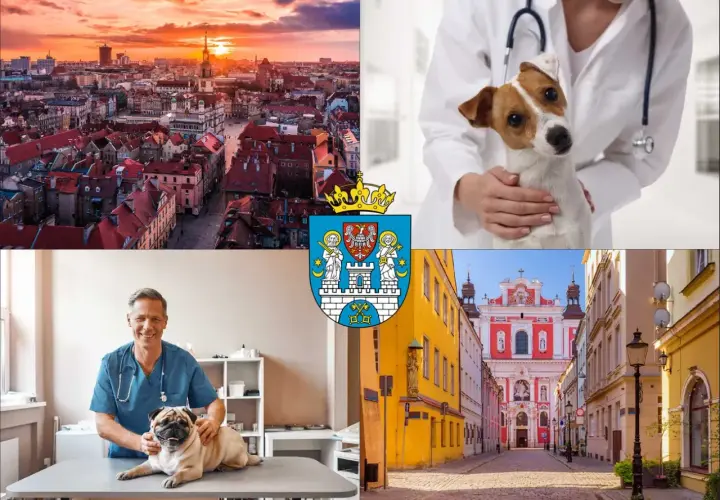 Poznań: widok miasta, weterynarz z psem, herb i urokliwa uliczka. Dowiedz się, ile kosztuje weterynarz dla psa.