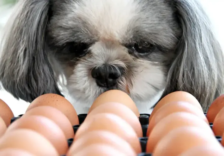 Shih tzu zastanawia się, czy jajko jest zdrowe dla psa. W tle widać rząd brązowych jajek.
