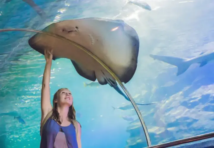 Największe oceanarium w Polsce: co warto zobaczyć w Afrykarium