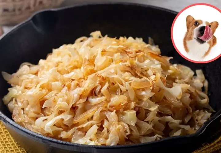 Czy pies może jeść kapustę kiszoną? Wesoły piesek z językiem na wierzchu spogląda na miskę pełną kapusty.