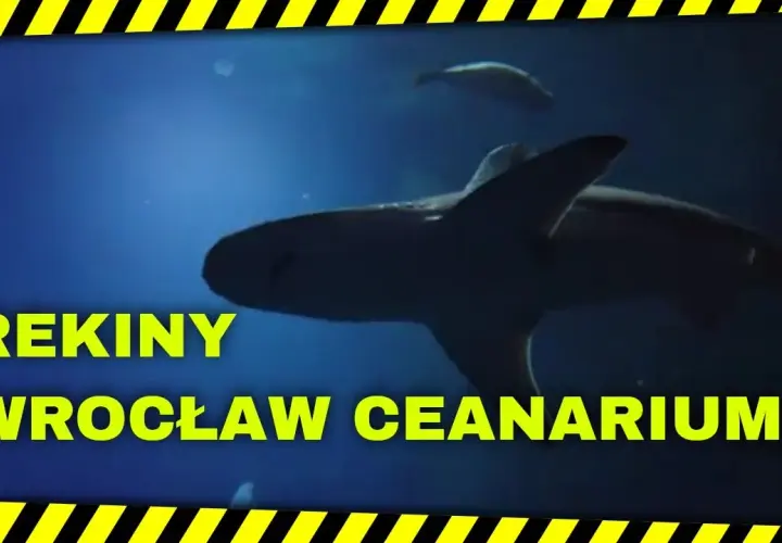 Rekiny w oceanarium Wrocław – fascynujące gatunki i ich tajemnice