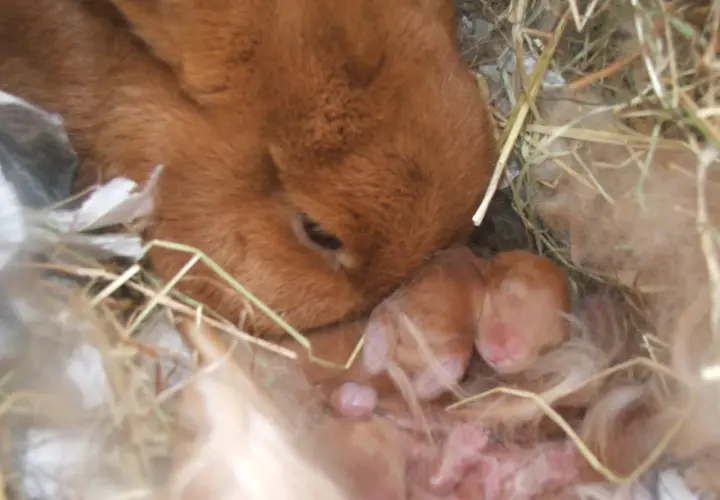 Matka barana francuskiego czuwa nad nowo narodzonymi króliczkami. Ciąża trwa ok. 31 dni.