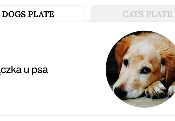 Jak sprawdzić czy pies ma gorączkę bez termometru? Zobacz, jak rozpoznać objawy u swojego pupila.
