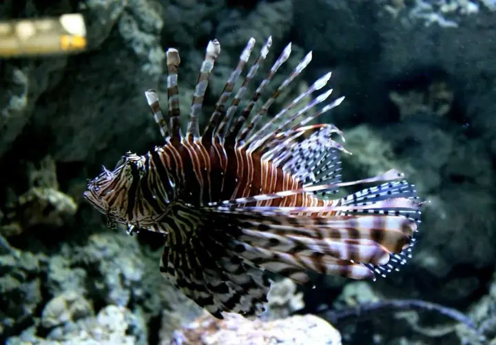 Skalnica w akwarium, która lepsze oceanarium gdańsk czy gdynia? Zobacz tę piękną rybę!