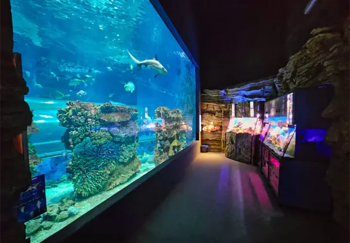 Oceanarium w Nyíregyházie – Fascynujące atrakcje i informacje dla odwiedzających