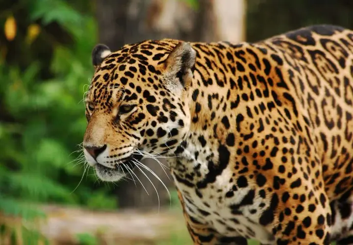 Piękny jaguar w zoo. Ciekawe, ile zarabia pracownik zoo, który się nim opiekuje.