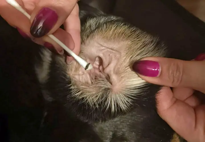 Czyszczenie ucha psa z objawami chorób uszu. Widać ciemną wydzielinę na patyczku.
