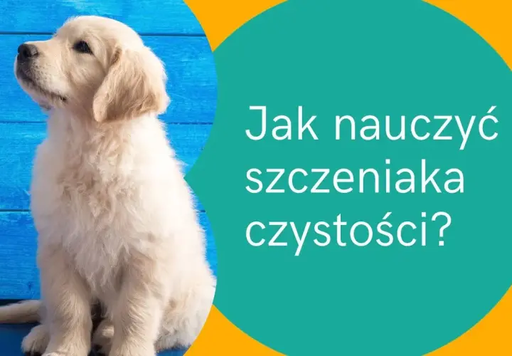 Jak nauczyć psa korzystać z kuwety - skuteczne metody i porady