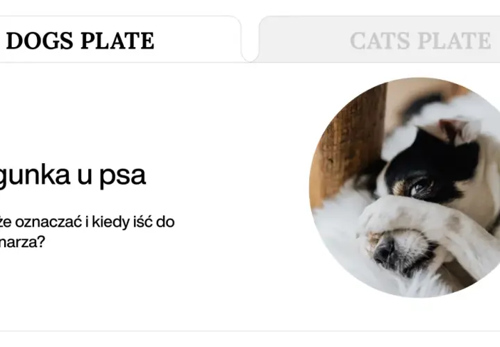 Czy po tabletce na odrobaczenie pies może mieć biegunkę? Piesek z czarnymi łatami na białym futerku leży, zasłaniając oczy łapką.