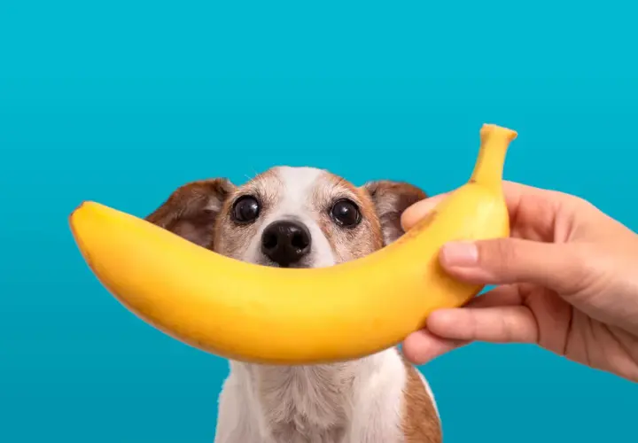 Czy psy mogą jeść banany i jabłka? Piesek z zaciekawieniem patrzy na banana trzymanego przez rękę.
