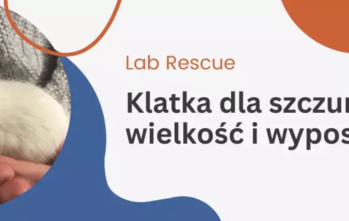 Najlepsza klatka dla szczura – uniknij najczęstszych błędów przy wyborze