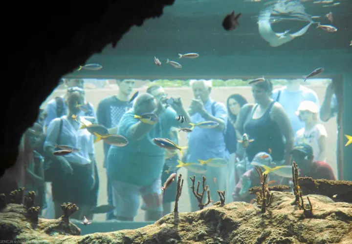 Najlepsze oceanaria w Polsce: odkryj niezwykłe morskie światy