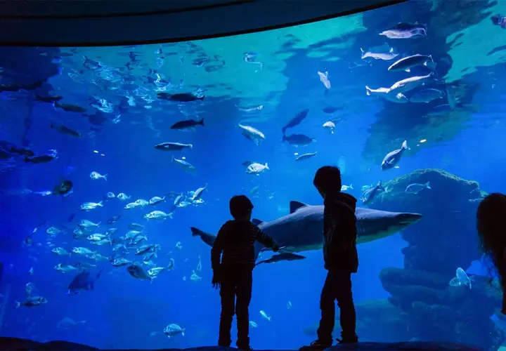 Oceanarium Majorka - fascynujące morski świat i atrakcje w Palma