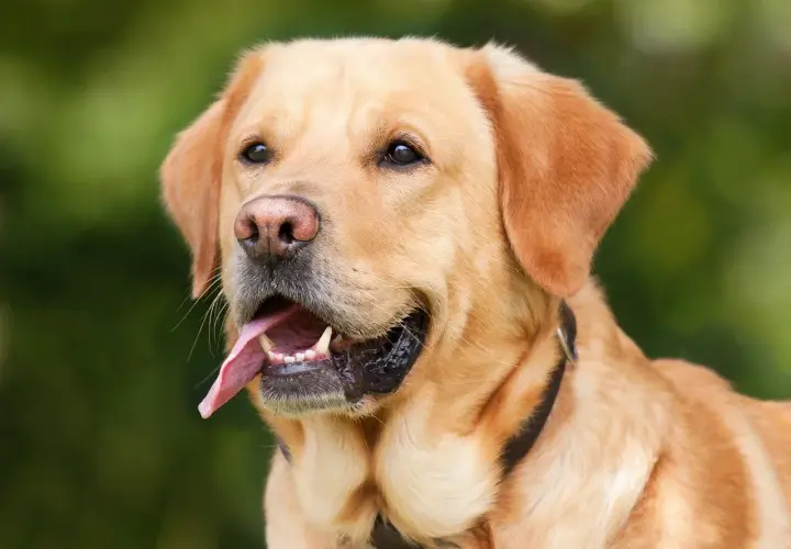 Złoty labrador z językiem na wierzchu, zastanawia się, czy psy mogą jeść jogurt naturalny.