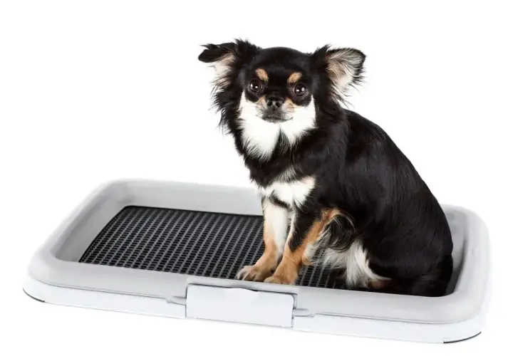 Czarny pies rasy chihuahua siedzi na kuwecie dla psa.