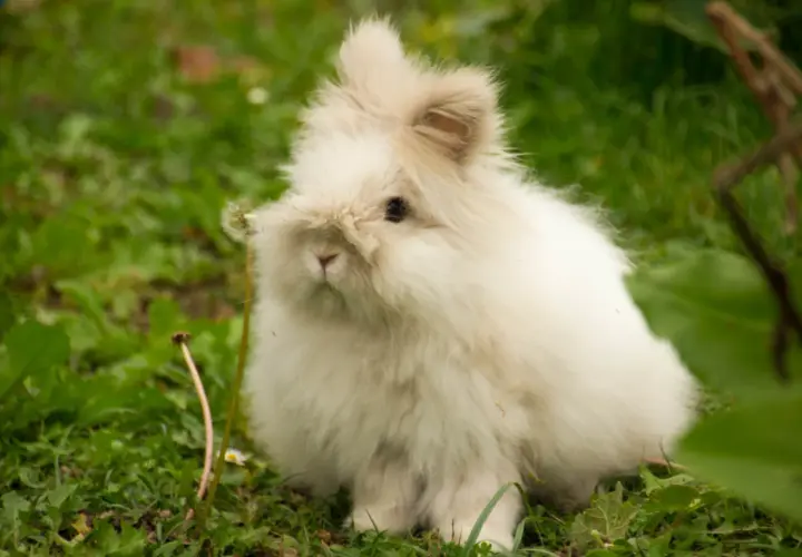 Puszysty królik angora siedzi na trawie. Zastanawiasz się, ile żyje królik angora?