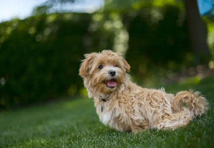 Uroczy, dorosły pies rasy maltipoo z beżowym, kręconym futerkiem leży na trawie, merdając ogonkiem.