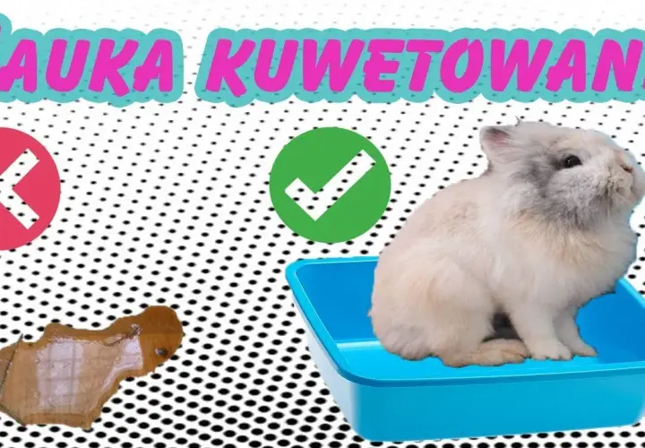 Jak nauczyć królika załatwiać się do kuwety bez frustracji i stresu