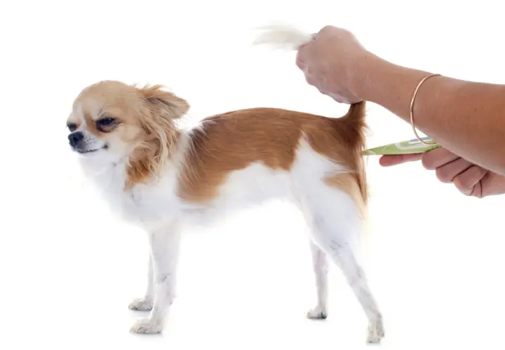 Chihuahua z podniesionym ogonem, któremu mierzy się temperatura.