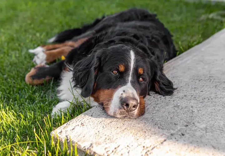 Bernese Mountain Dog leży na trawie, zastanawiając się, czy pies może jeść cukier.