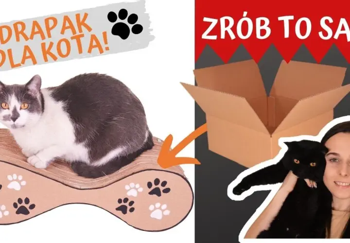 Jak zrobić legowisko dla kota z kartonu, które zachwyci Twojego pupila