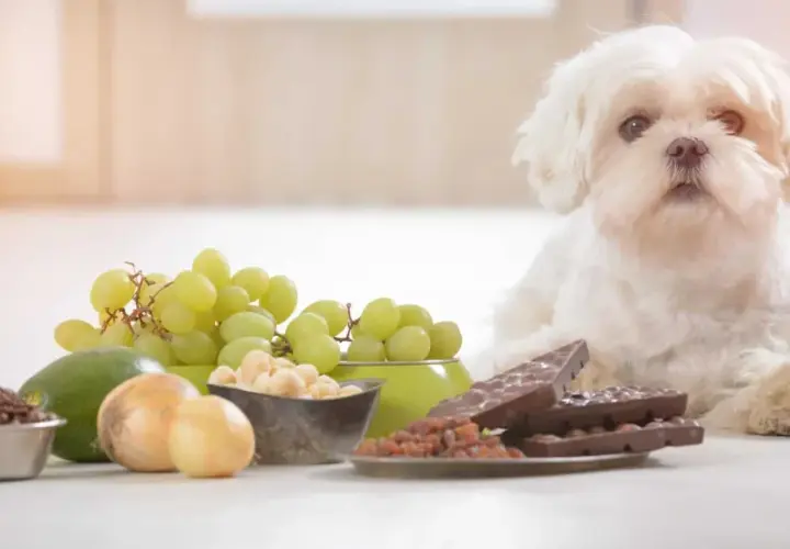Biały piesek obok winogron, awokado, cebuli, kawy i czekolady. Czy pies może jeść ciasto? Nie, niektóre produkty są dla niego toksyczne.