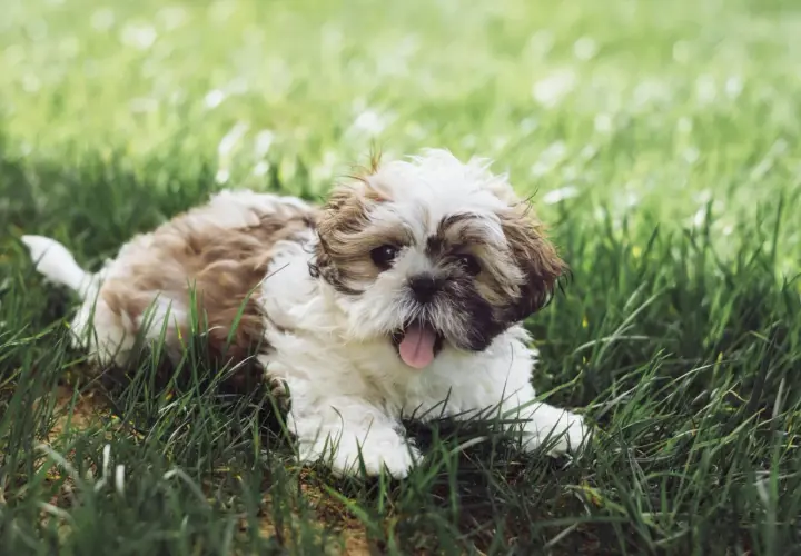 Uroczy szczeniak Shih Tzu leży na trawie. Pamiętaj, co ile odrobacza się psa, aby był zdrowy i szczęśliwy.