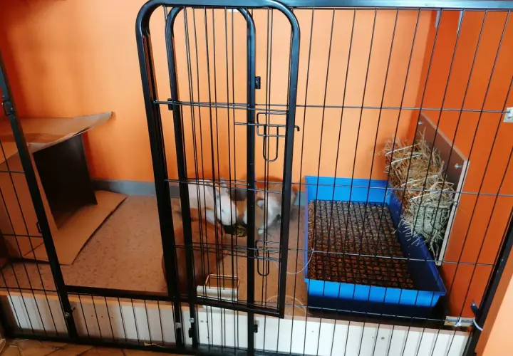 Jak przygotować klatkę dla królika: wybieg z kuwetą, siankiem i kartonowym domkiem. Królik czeka na swoje nowe lokum.