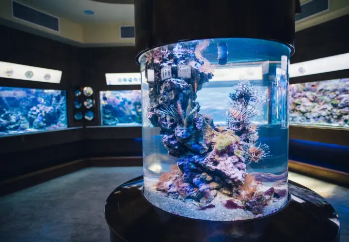 Wielka, cylindryczna akwarium z rybami skrzydlicami. W tle inne akwaria. Zastanawiasz się, ile kosztuje bilet do oceanarium w Gdyni?
