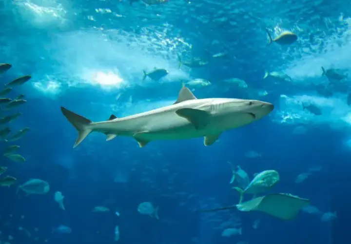 Oceanarium Ustka – Fascynujące gatunki ryb i niezapomniane atrakcje